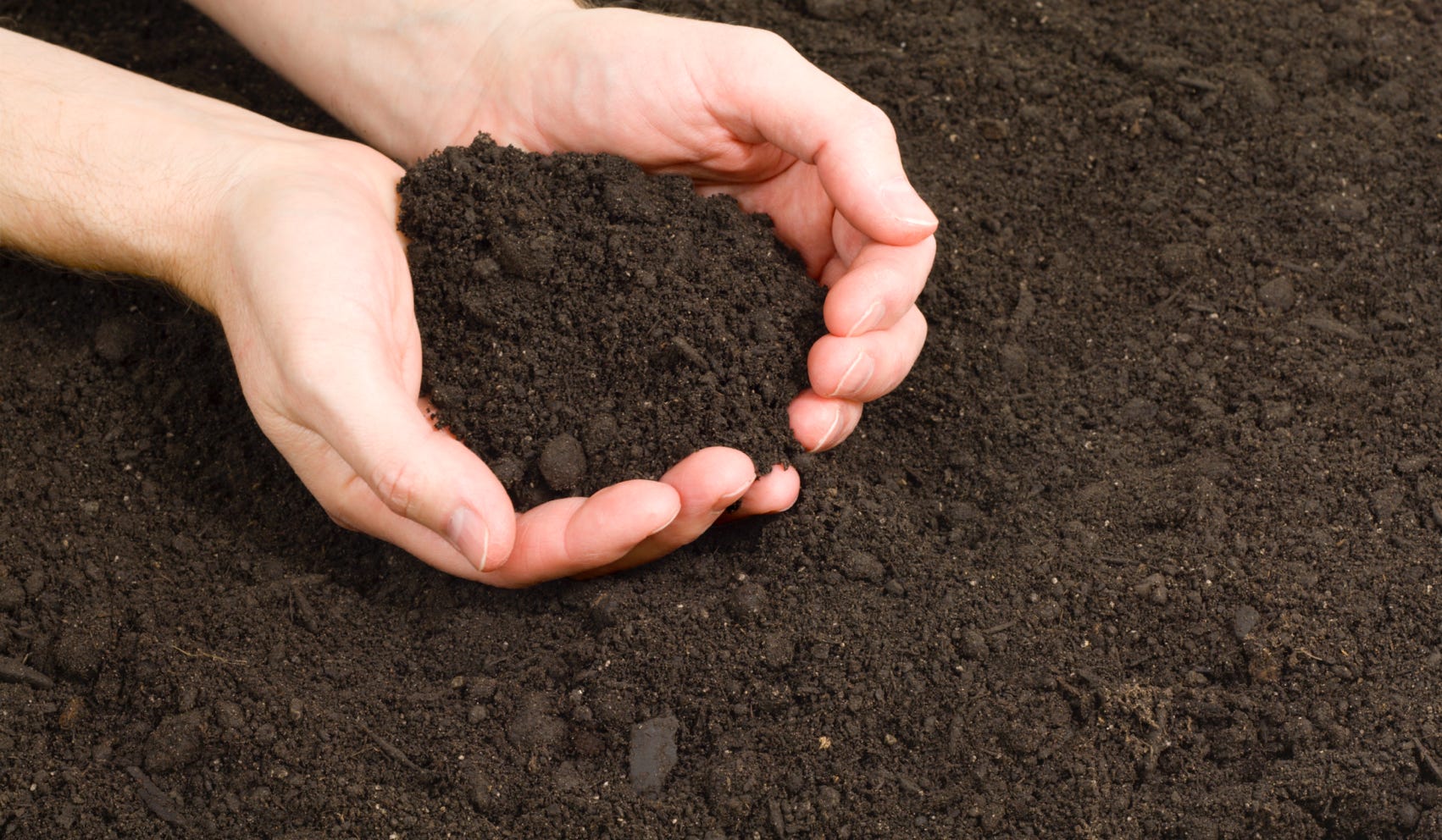 Weaver's screened topsoil